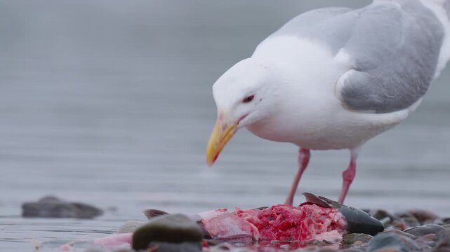 A gull stomping in the water to bring up salmon eggs in the shallow river water