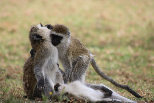 vervet monkeys grooming and hugging