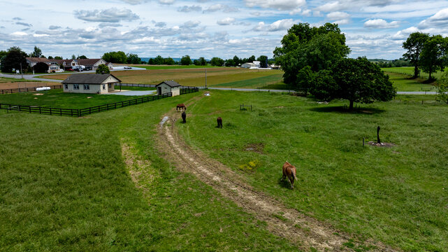 Horses Grazing in a Green Field Near a Farmhouse on a Cloudy Day
