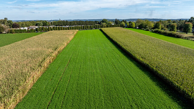 Farm Fields Show Different Stages of Crop Growth in a Rural Area on a Sunny Day