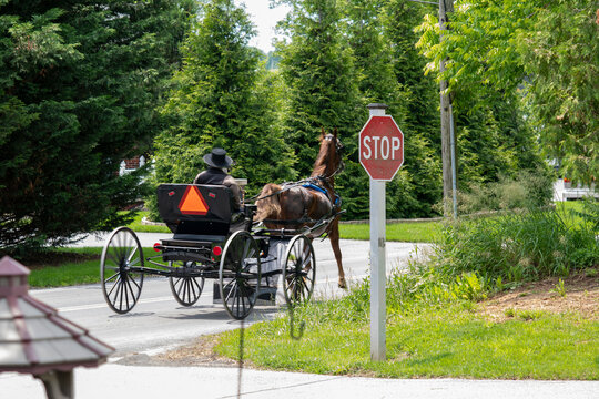 Horse-drawn Carriage Travels Past a Stop Sign on a Sunny Rural Road