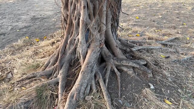 Banyan Tree Root Texture Close Up in Sunlight