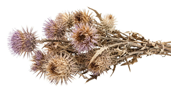 Dried thistle flower heads with prickly stems and faded purple blooms