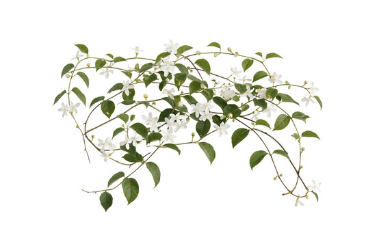 Photorealistic Long Jasmine Vine Covered With Small White Fragrant Flowers Fresh Leaves And Naturally Tangled Stems Isolated Transparent PNG