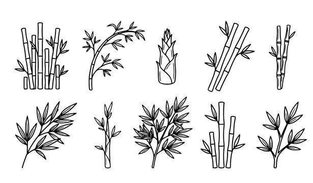 Bamboo botanical line drawing leafy stems and shoots fine line vector collection