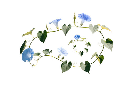 Photorealistic Long Climbing Hydrangea Vine With Woody Stems Broad Green Leaves And Small White Flower Clusters Isolated Transparent PNG