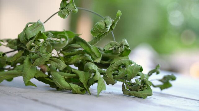 Dried lemon verbena leaves on wooden table, close-up video clip