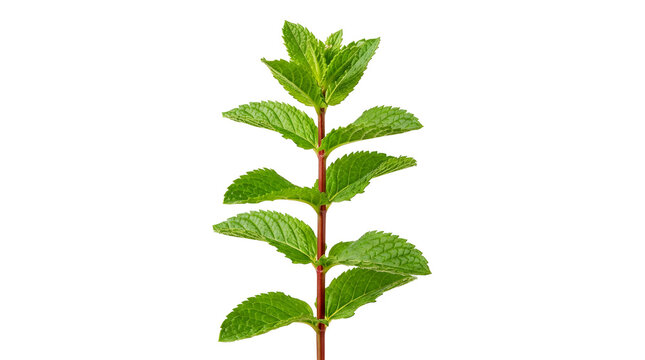 Fresh green peppermint sprig isolated on a transparent background for culinary and herbal design