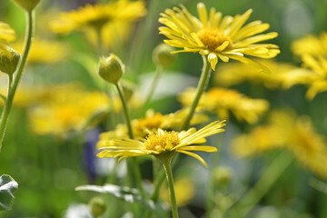 Obraz premium Doronicum orientale. yellow chamomile flowers close up. top view. Yellow flowers with long petals. a flowering flower bed in spring or summer. blooming season, wild flower, beauty in nature