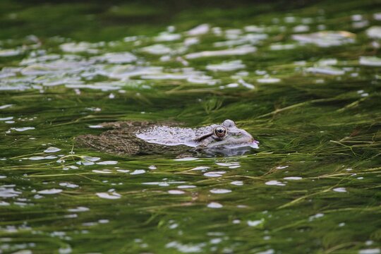 Wide view of a marsh frog floating gently in clear river water filled with bright green algae and long aquatic vegetation under daylight.
