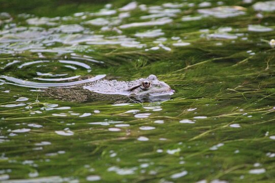 Medium shot of a marsh frog floating in clear river water among green algae, creating circular concentric water ripples on the surface.