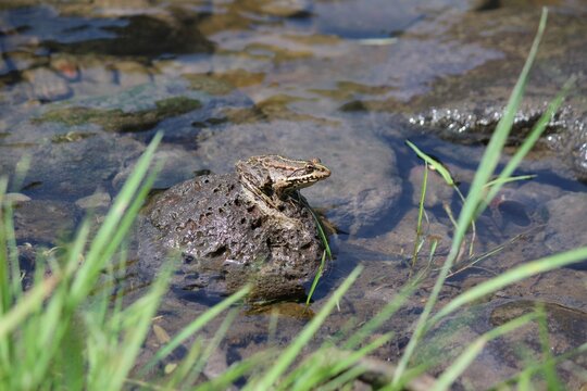 Natural wildlife scene of an amphibian sitting on a river rock surrounded by shallow water and grass.