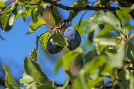 Two ripe purple plums hanging on a tree branch with green leaves against clear blue sky close up
