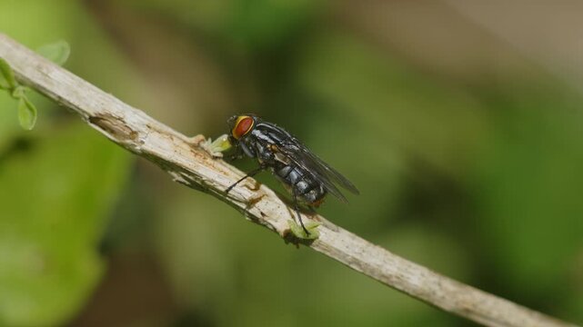 A fly (Musca domestica) perched on a branch, eating a garden flower.