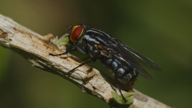 A fly (Musca domestica) seen up close, perched on a branch, eating a garden flower.