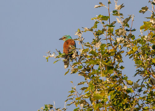 Rollier d'Europe, Coracias garrulus, en p&eacute;riode de mue de son plumage