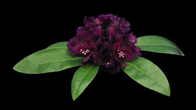 4K time lapse of Rhododendron 'Dramatic Dark' blooming from buds to fully open flowers