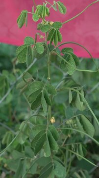 Senna tora plant with compound green leaves and slender pods growing outdoors