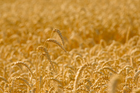 Ripe wheat ears rising above a dense golden field, with several curved grain heads standing out against a softly blurred background