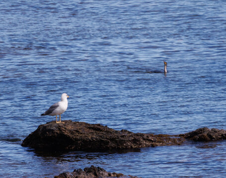 Go&eacute;land regardant un cormoran nageant