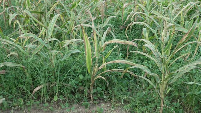 Dense weed infestation overgrowing and affecting a maize crop field