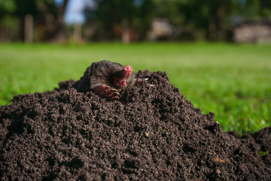 Wild mole emerging from fresh dark molehill mound on green lawn, garden pest control, lawn care services, and landscaping damage awareness.