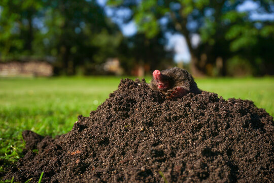 Wild mole emerging from fresh dark molehill mound on green lawn, garden pest control, lawn care services, and landscaping damage awareness.