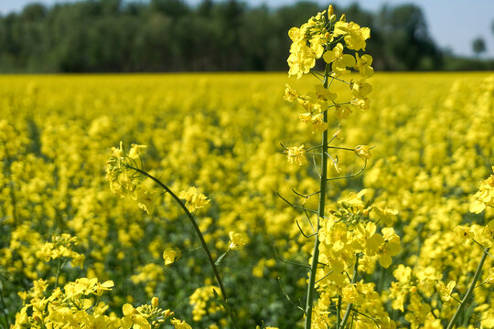 Blooming rapeseed field stretching across the countryside with vibrant yellow flowers and distant forest backdrop, agricultural production, renewable crops, rural landscapes and seasonal growth.