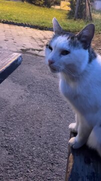 Stray cat itches his snout on a corner of the wooden table