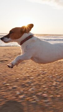 Active Jack Russell Terrier dog running fast along sandy sea beach at golden hour sunrise summer pet care and love concept vertical slow motion video stock