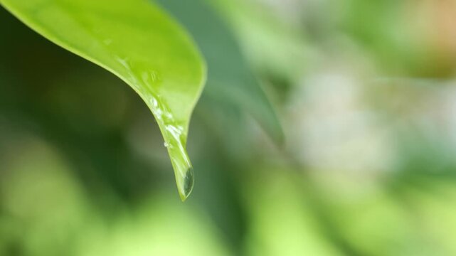 Extreme close-up macro footage of a single water droplet forming and dripping from the tip of a green leaf. Rainy Season Concept	