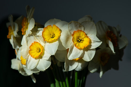 White Daffodil Flowers bud with Bright Orange Cups in Spring Bouquet floral dark Background.