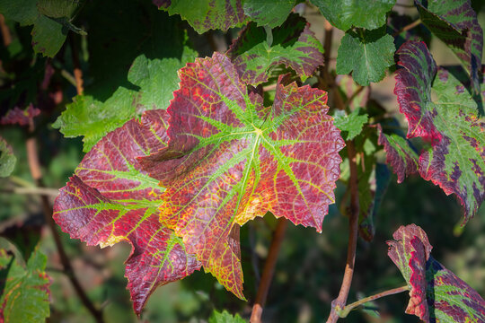 Grapevine Leaves Changing Color in Fall