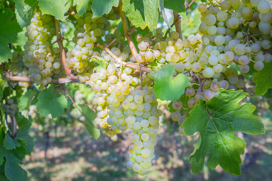 Riesling Grapes Ripen on the Vine at a German Vineyard