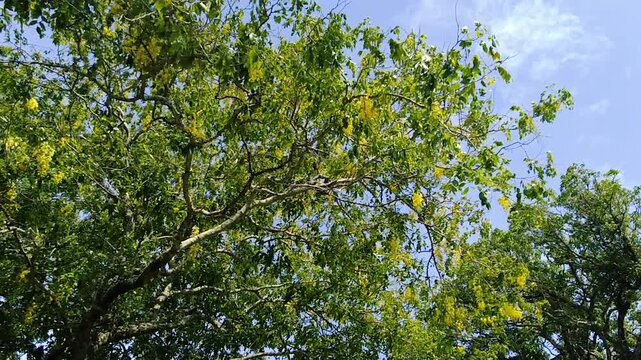 Golden shower tree blooming with yellow flowers against clear blue sky outdoors