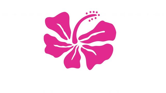 hibiscus flower illustration