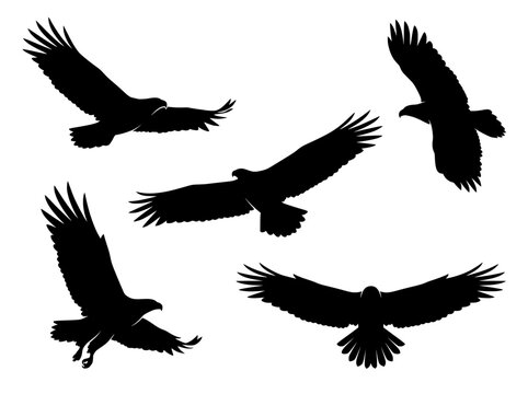 Eagle silhouette vector set, flying hawk and falcon bird shapes, black predatory bird icons for logos and wildlife design