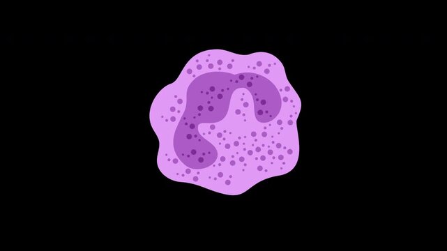 leuckocytes neutrophil medical, immune