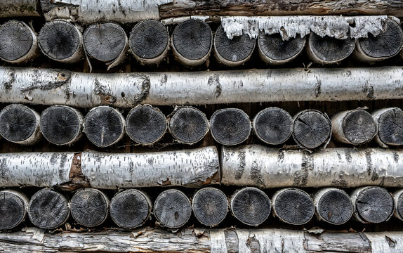 The felled birch trees are stacked in piles.