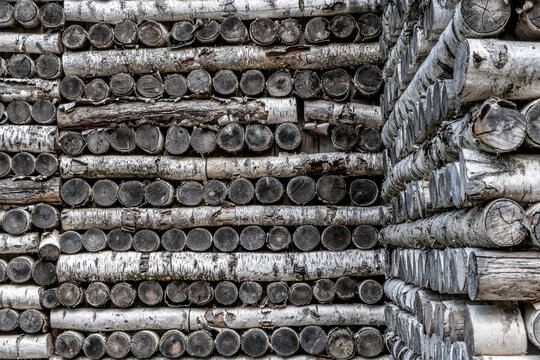 The felled birch trees are stacked in piles.