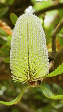 Banksia serrata flower in Hawaï