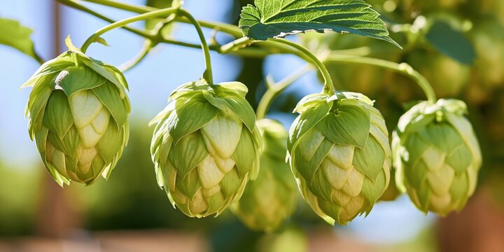 Fresh green hop cones hanging on vine with sunlight and shallow depth of field