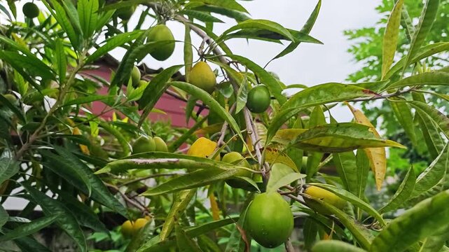 Fresh canistel or eggfruit growing on a tree branch.