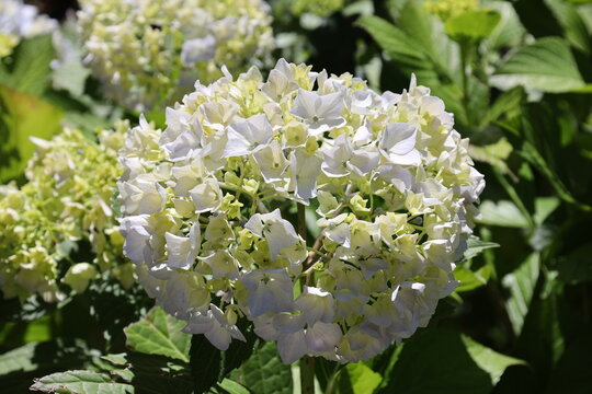 large globular cluster, white pale green-tinged florets, smooth hydrangea surrounded by green serrated foliage (Hydrangea-arborescens, Annabelle) (macro, close-up, sunshine) 6121