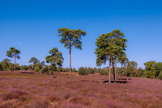 Purple flowers Calluna vulgaris (Heather, Ling) The sole species in genus of Calluna, Ericaceae family, De Cokse Heide in Afferden village, North Limburg, Lies about southeast of Nijmegen, Netherlands