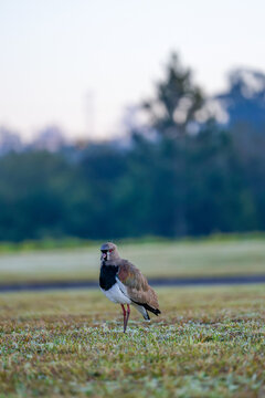 Southern Lapwing (Vanellus chilensis) standing in a grassy field with blurred background and copy space
