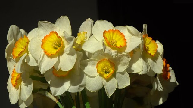 Daffodil Flowers bud with Bright Orange Cups in Spring Bouquet CloseUp floral Background.