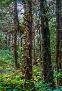 Moss-covered ancient trees in the Tongass National Forest, Ward Lake, Ketchikan, Alaska