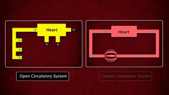Open and closed circulatory systems compared through hemolymph cavities and enclosed blood vessels.