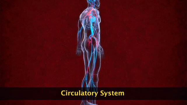 Human circulatory system showing the heart, arteries, veins and capillaries transporting blood.